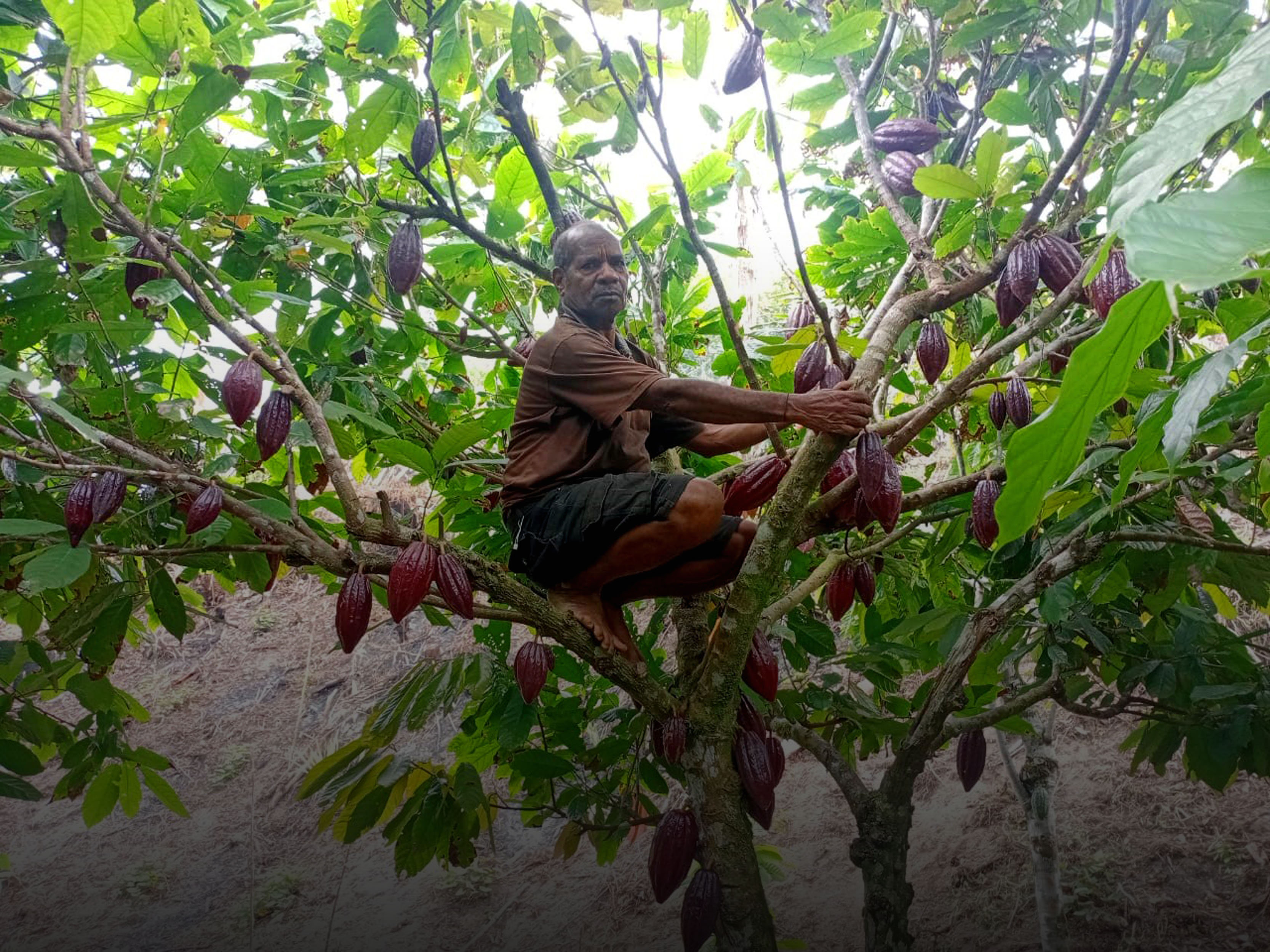 KISAH SEORANG AYAH YANG MENGINSPIRASI DALAM MERAWAT TANAMAN KAKAO